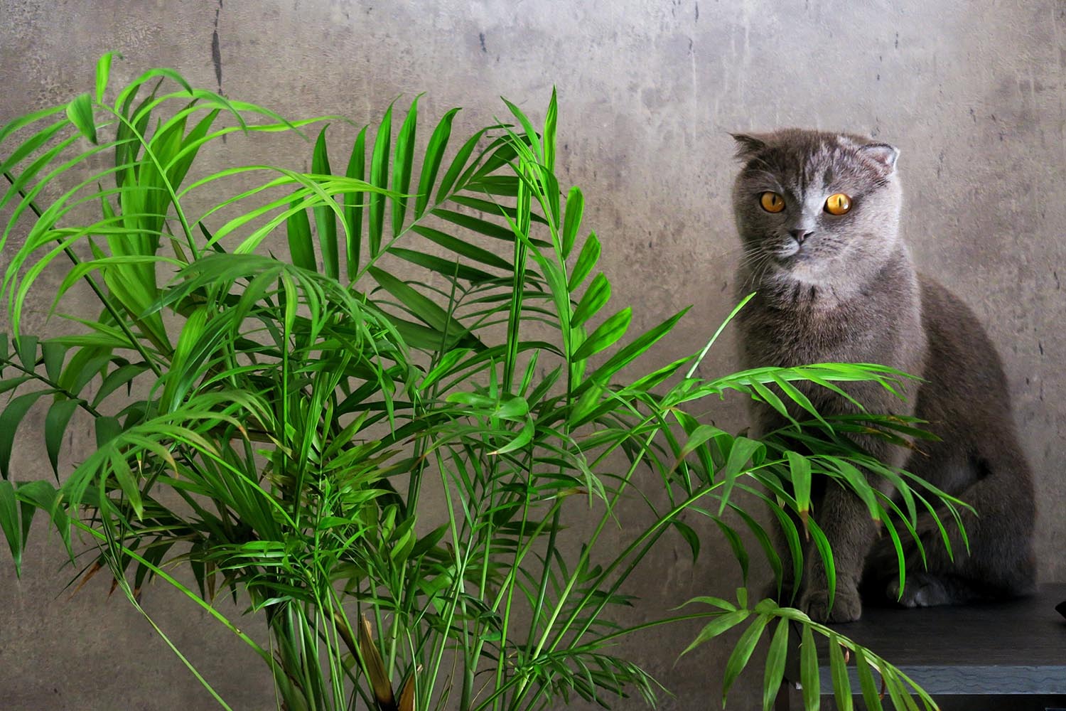 lakitty