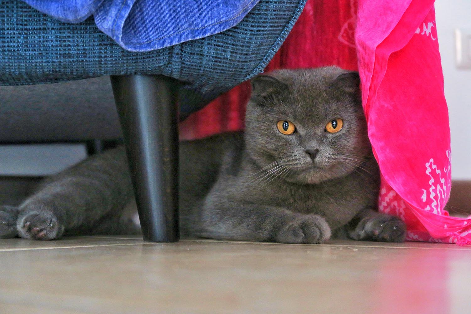 lakitty
