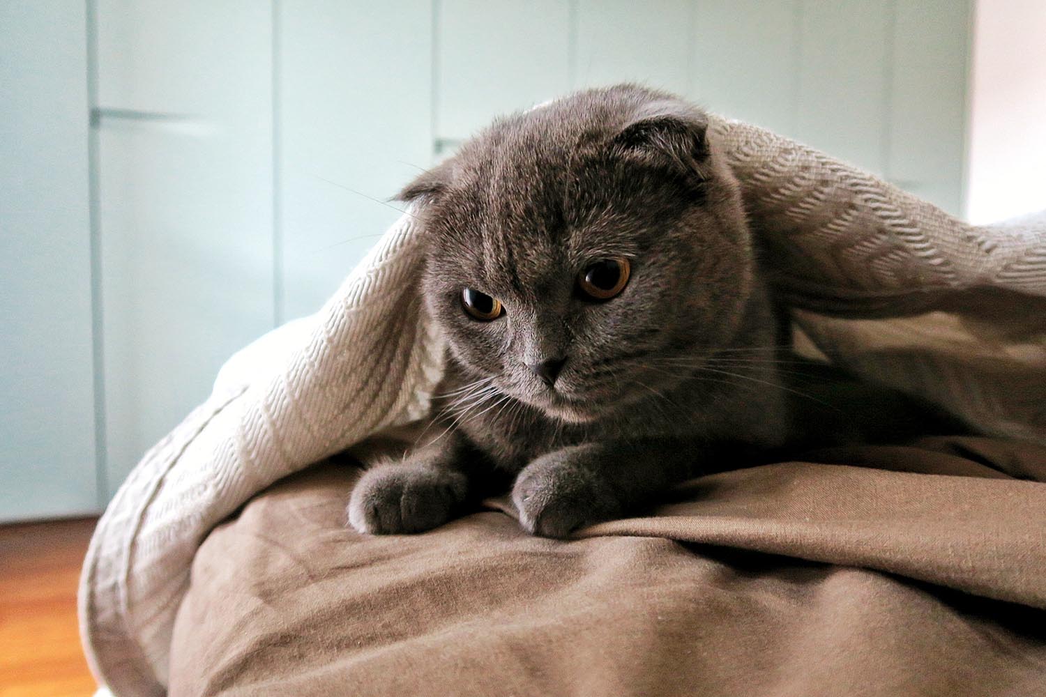 lakitty