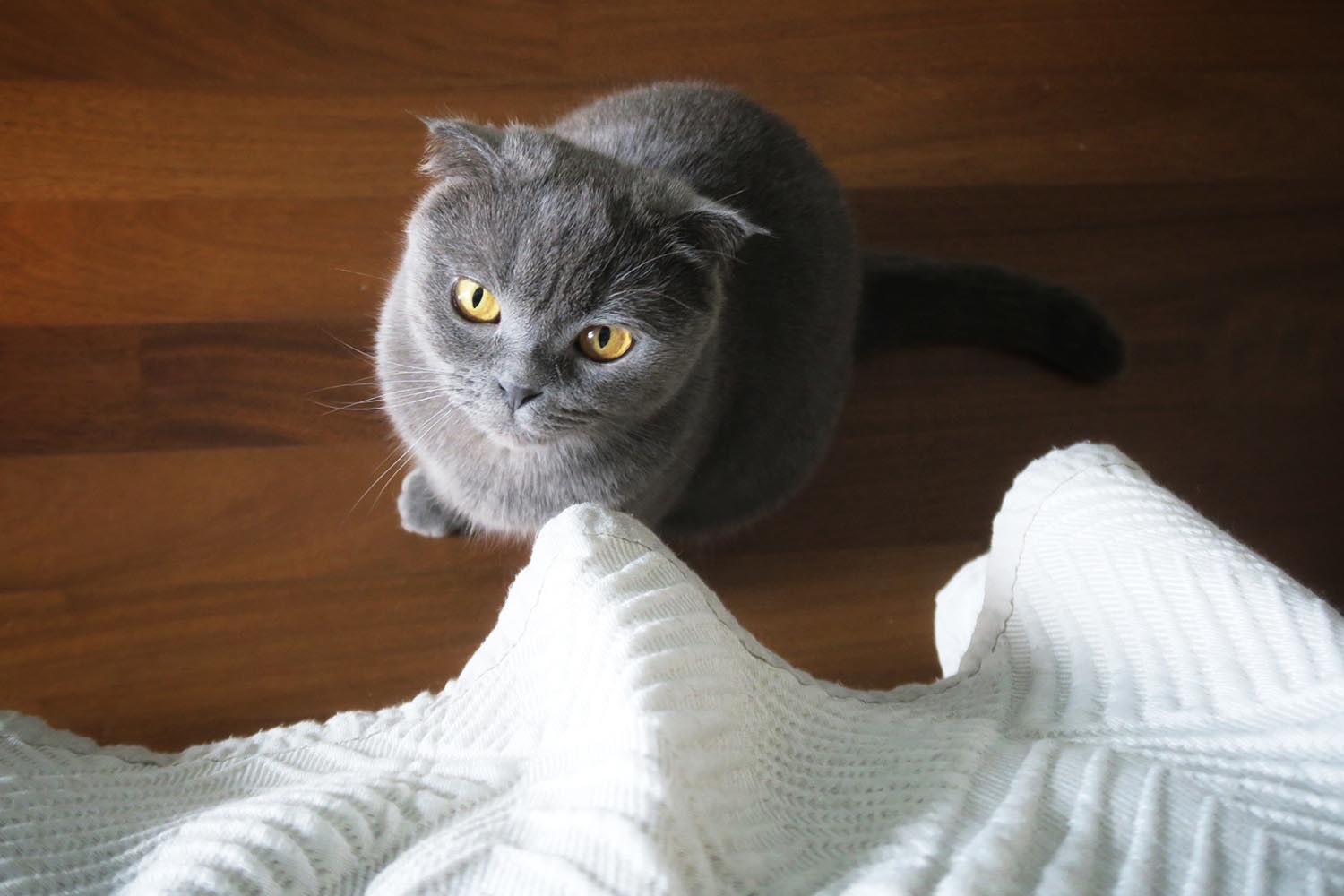 lakitty