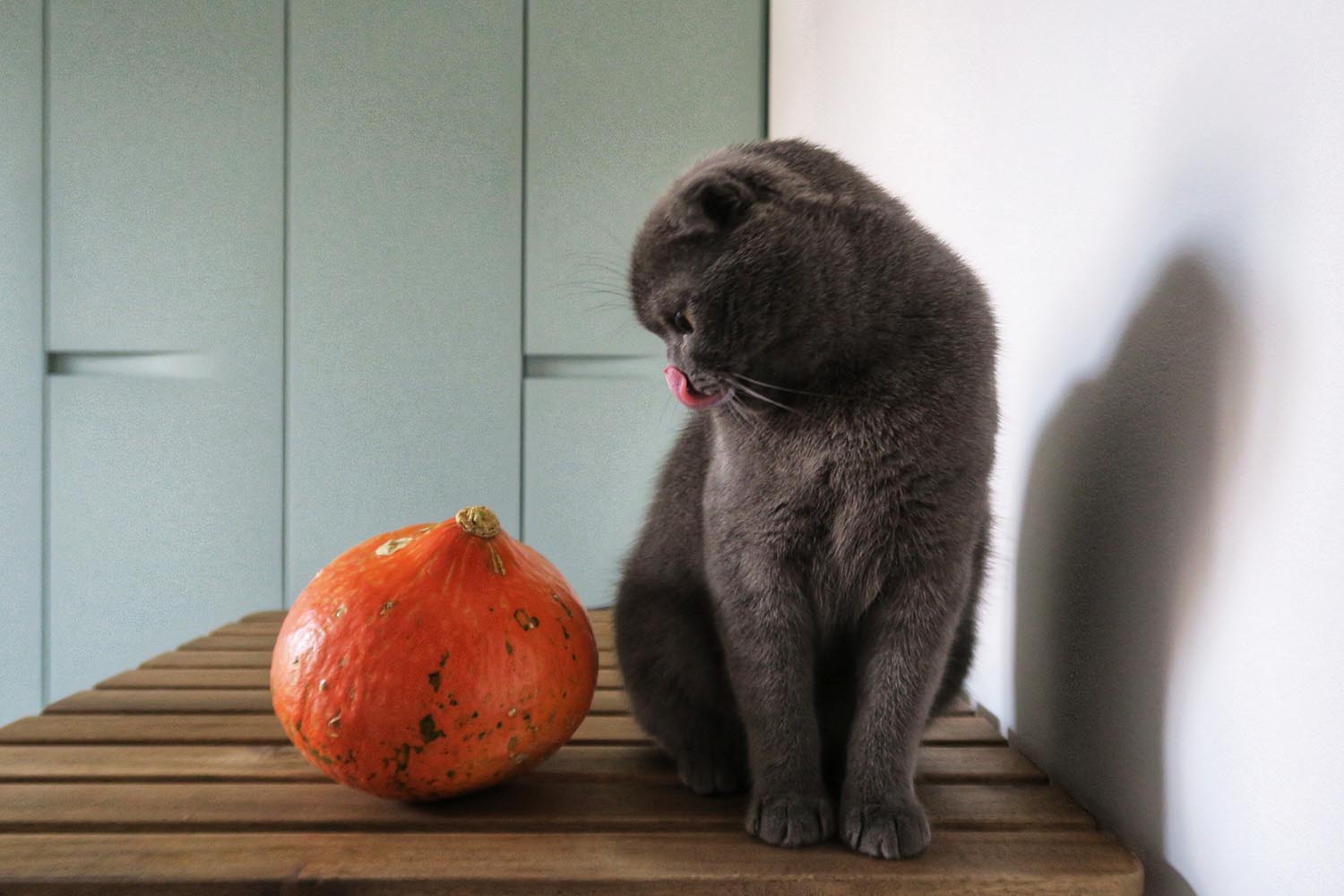 lakitty