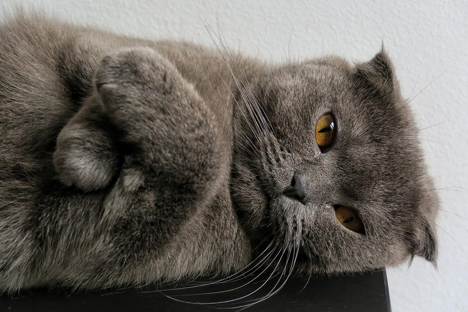 lakitty