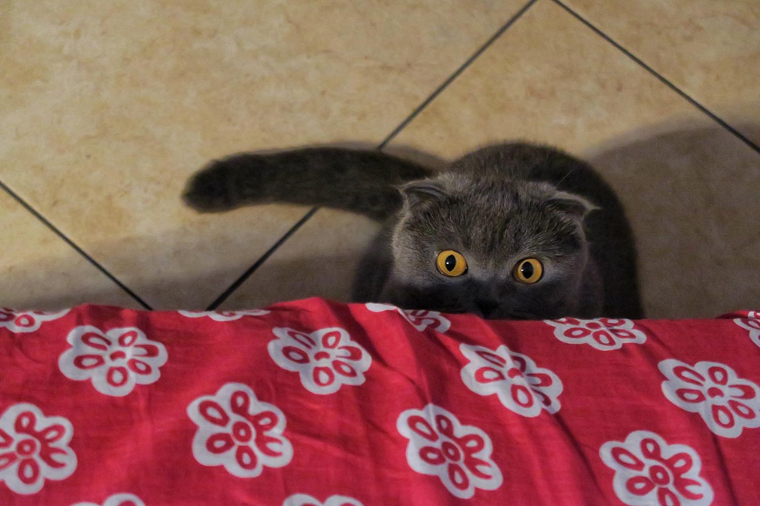 lakitty