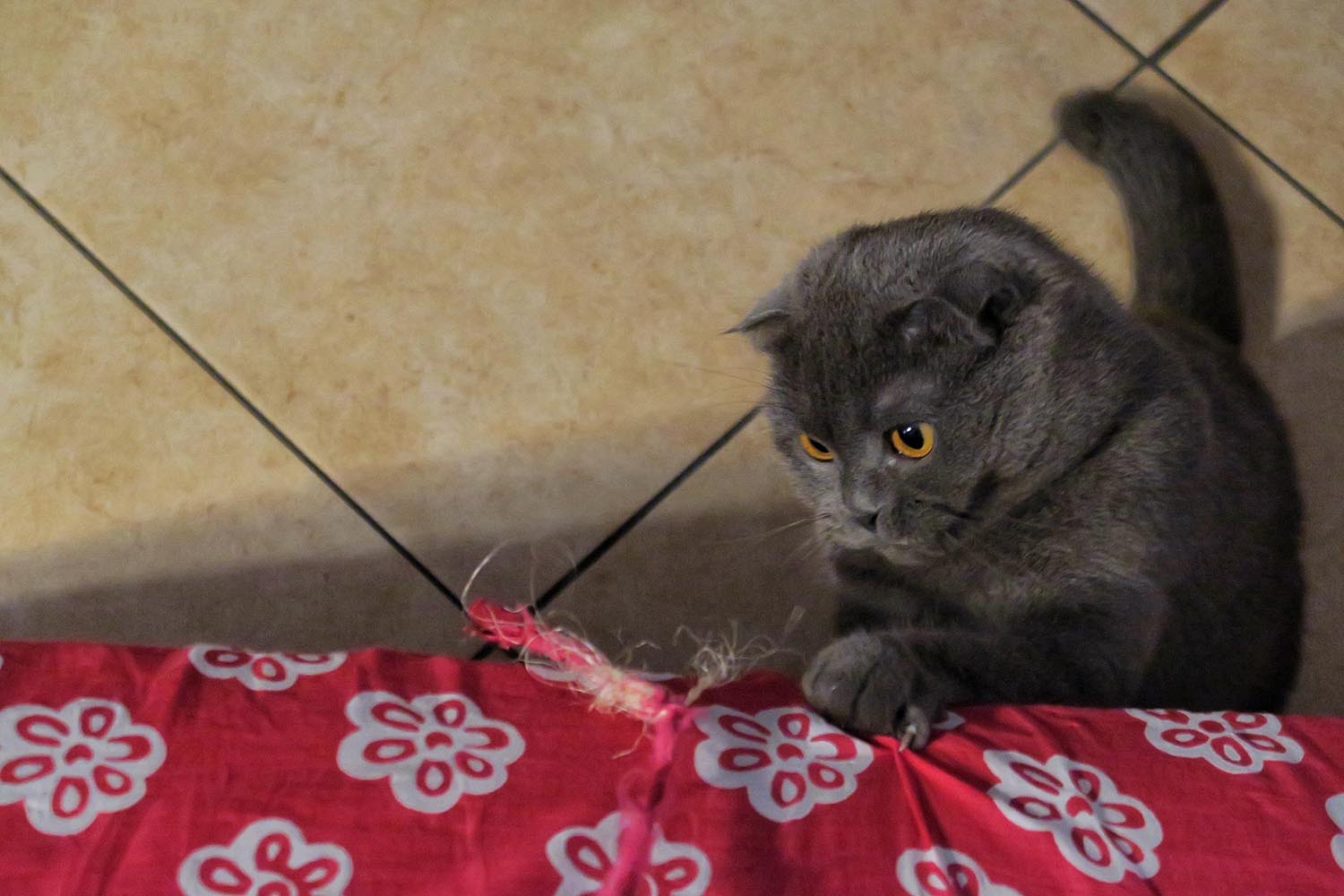 lakitty