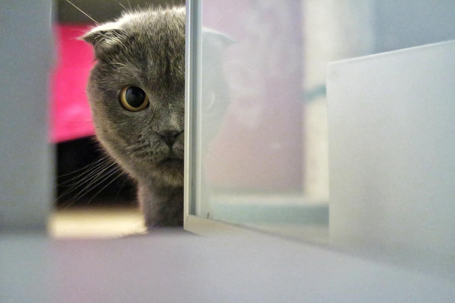 lakitty