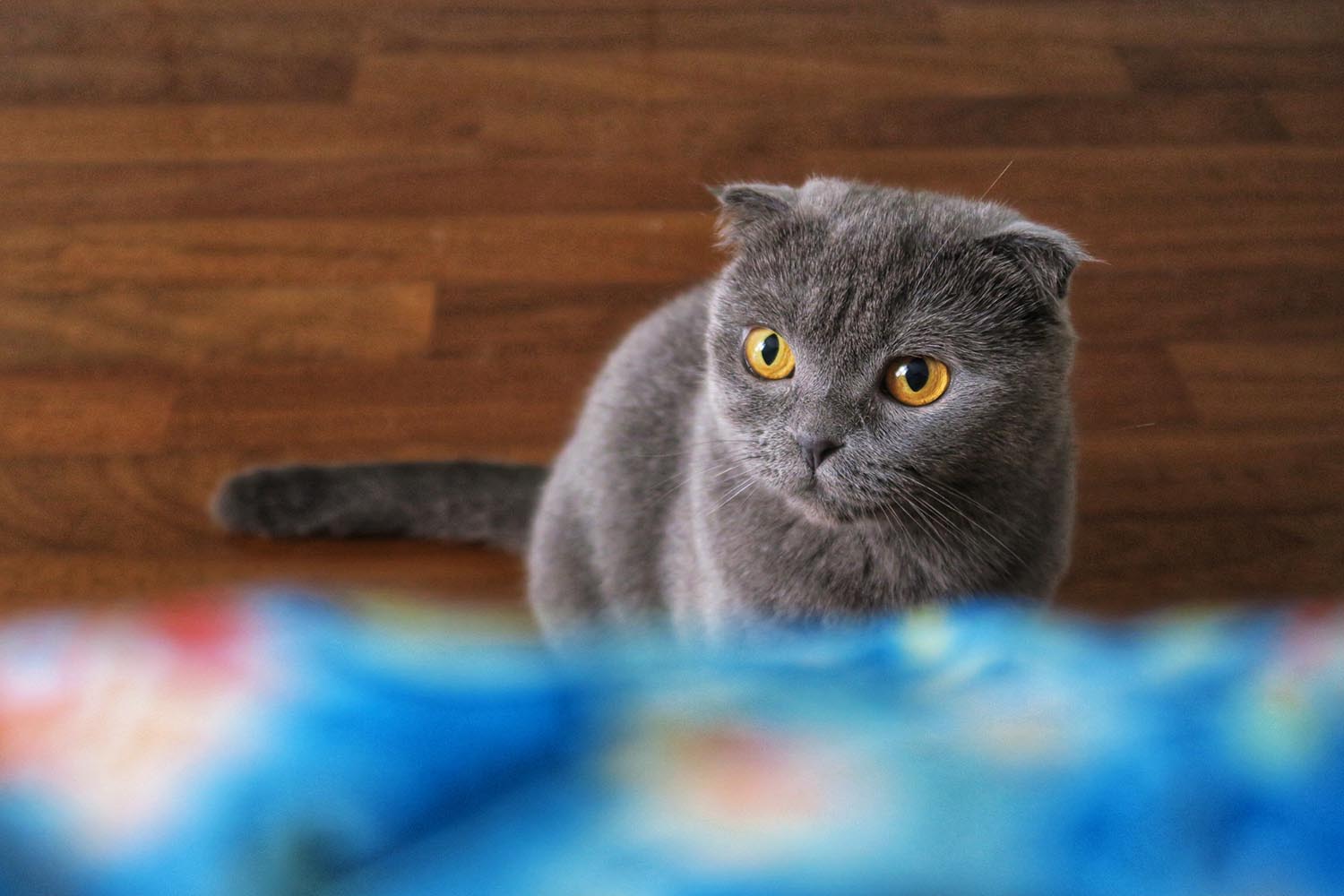 lakitty