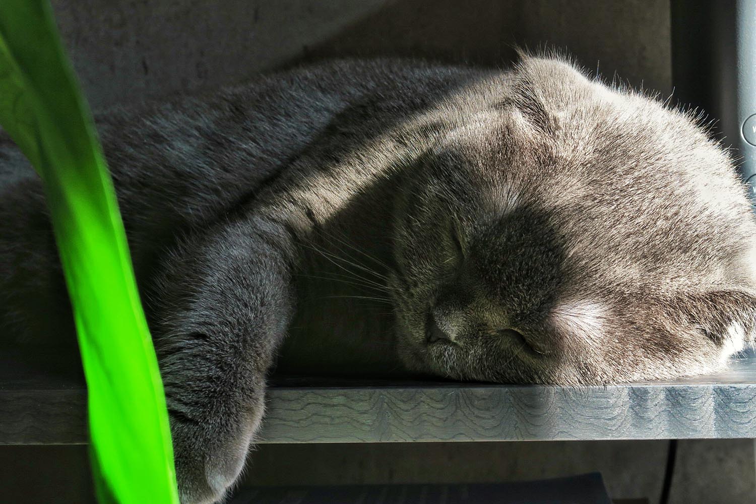 lakitty