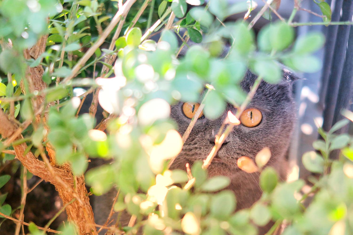 lakitty