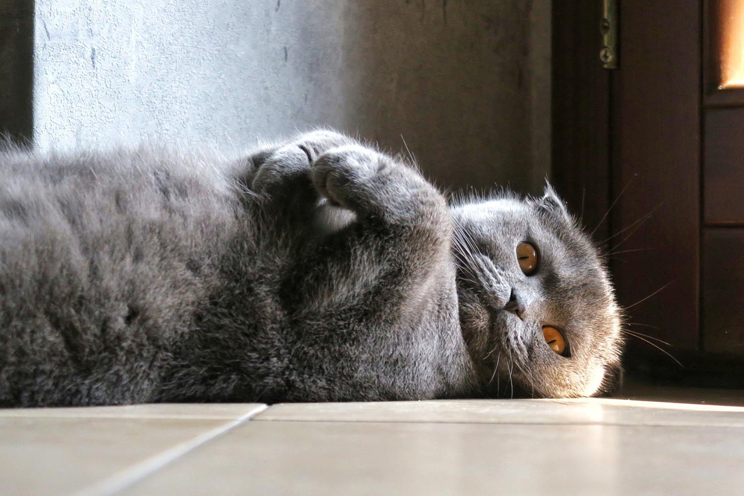 lakitty
