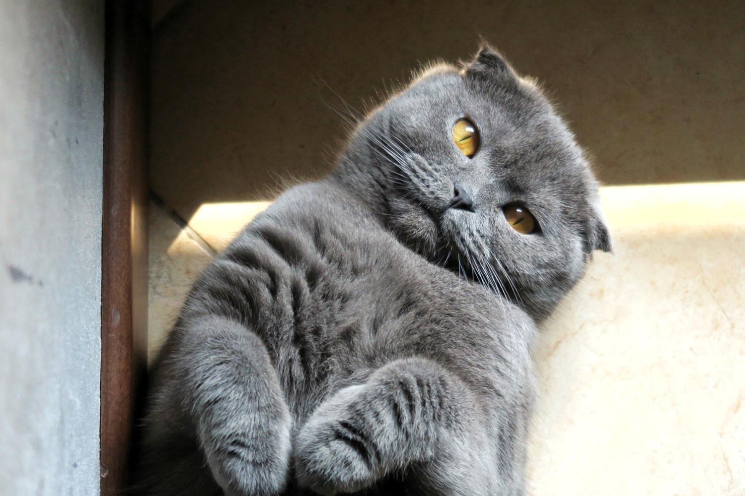 lakitty