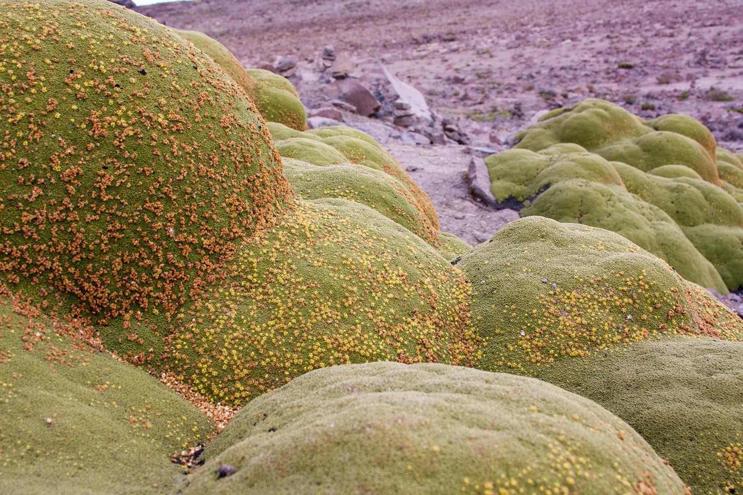 peru