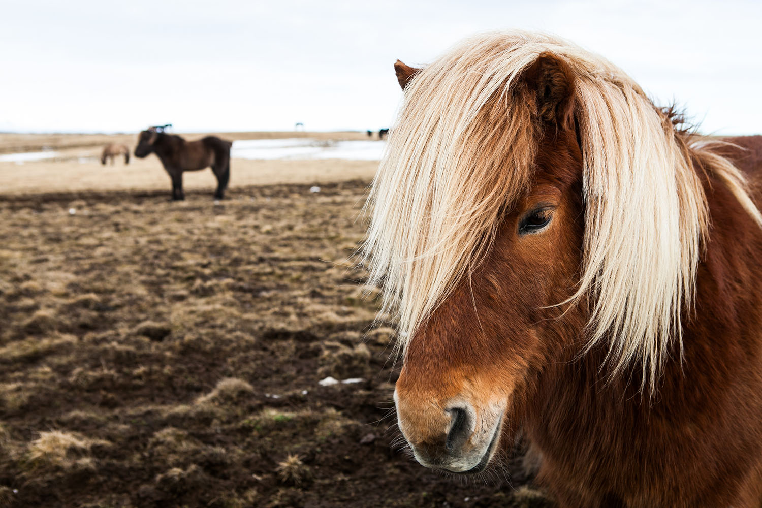 Iceland