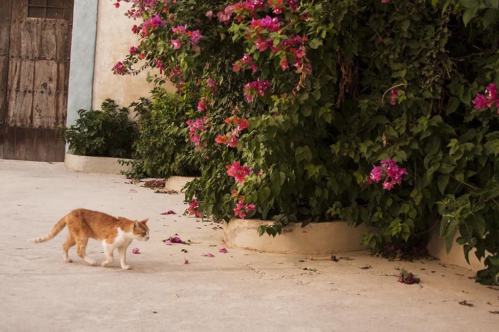 Colori al centro del Mediterraneo - Malta e Gozo