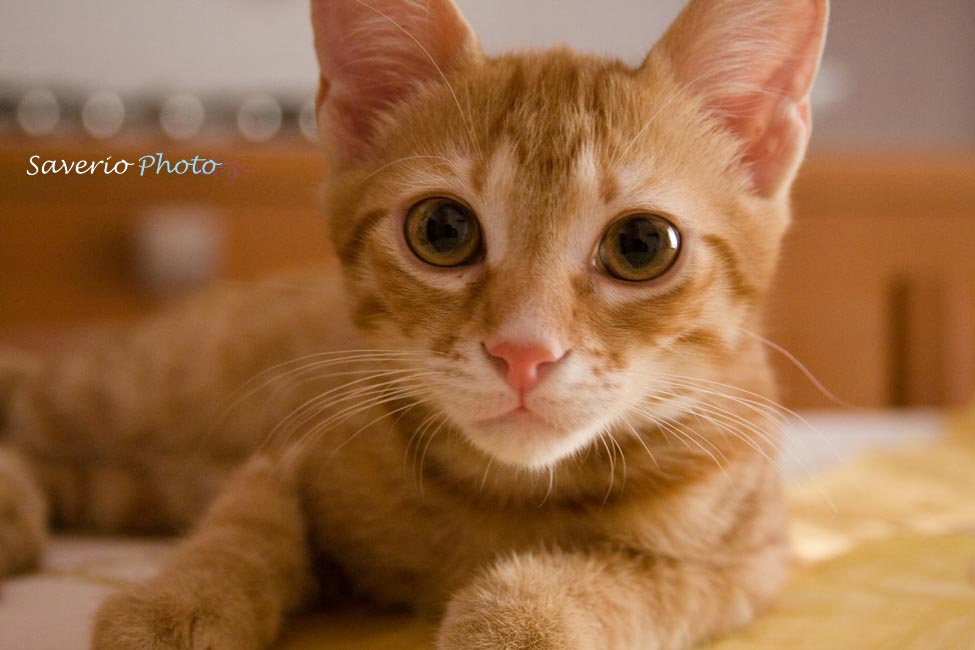 Micio Book