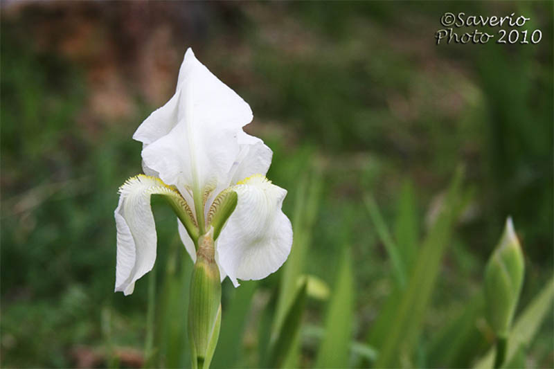 Natura